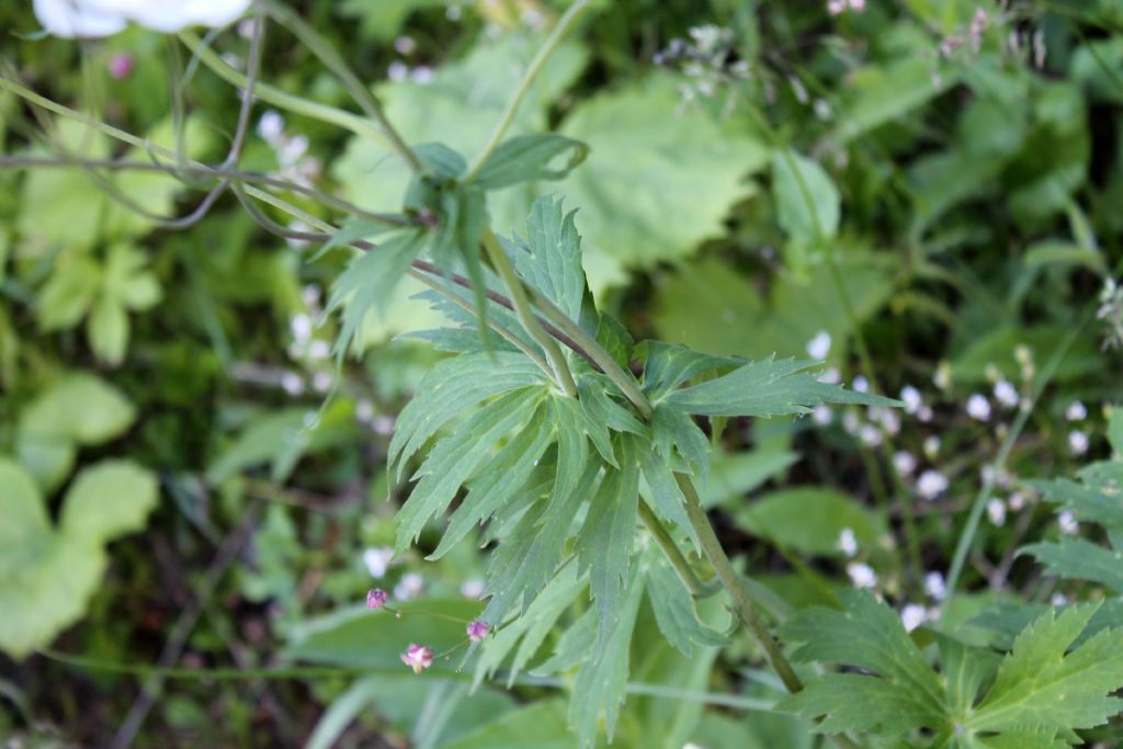 Ranunculus platanifolius